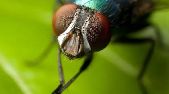 درمان زخم پای دیابتی با لارو مگس