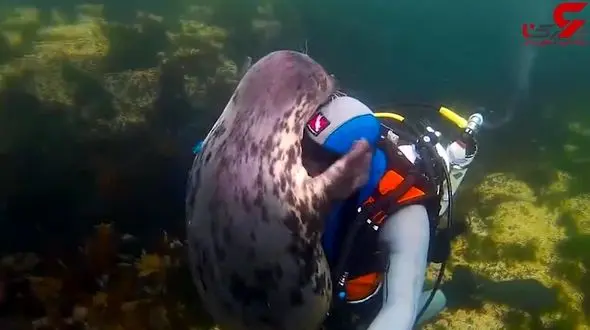 دوستی عجیب  غواص با فوک + فیلم جذاب