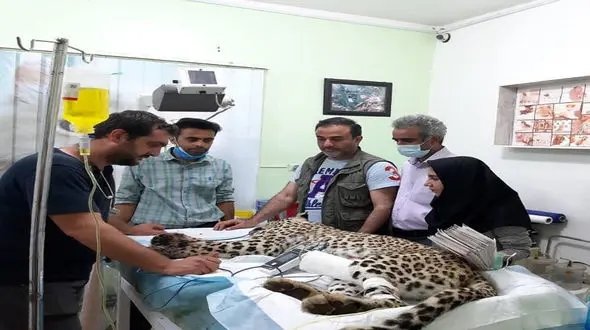 خبر تاسف بار / دست چپ پلنگ ماده هرمزگانی در تهران قطع شد + فیلم و عکس