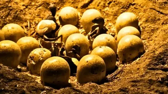 جنین 70 میلیون ساله دایناسور پیدا شد؛ آیا شباهت به جوجه تصادفی است؟