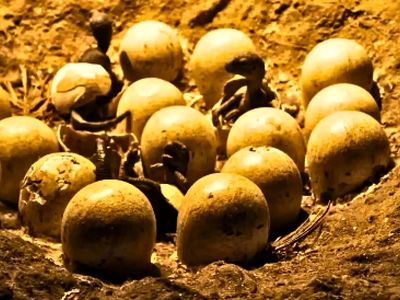 جنین 70 میلیون ساله دایناسور پیدا شد؛ آیا شباهت به جوجه تصادفی است؟