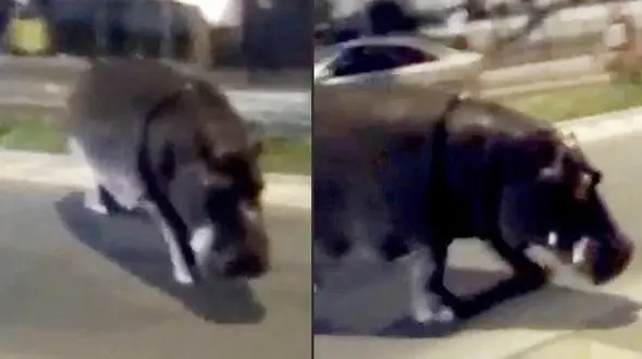 اسب ابی در خیابان های اسپانیا پرسه می زد + فیلم