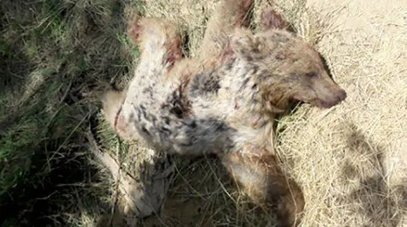 شلیک بی رحمانه به یک خرس قهوه ای