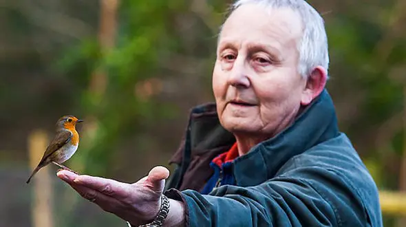 سینه سرخ خوش اشتها