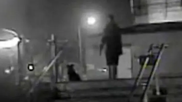 مردی با چاقو 4 سگ ولگرد را کشت! + عکس