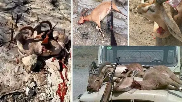 بازداشت شکارچی رجزخوان دربوشهر