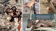 بازداشت شکارچی رجزخوان دربوشهر