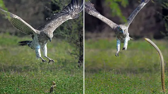 تصاویر زیبا از جدال مار کبرا با عقاب