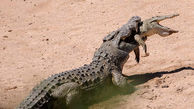 عکس صحنه عجیب خوردن یک تمساح توسط تمساح بزرگتر 