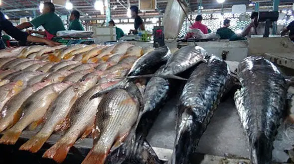 قیمت ماهی 100 درصد افزایش یافت