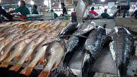 قیمت ماهی 100 درصد افزایش یافت