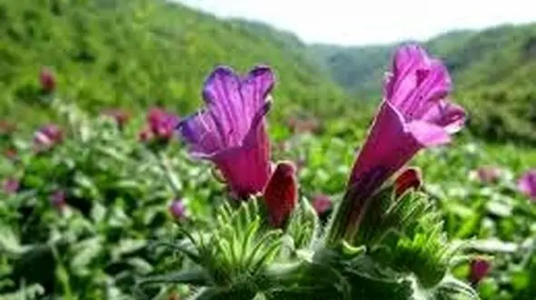 در آمد 10 میلیارد ریالی کشاورزان بهشهری از فروش گل‌گاوزبان