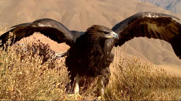 فیلم زیبا از رهاسازی یک عقاب طلایی در بجنورد