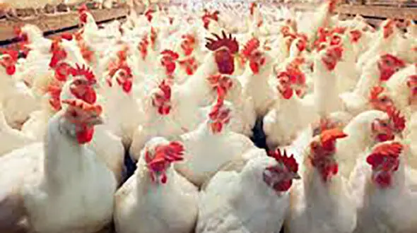 جوجه کُشی و صف خرید مرغ دو روی یک سکه/ دولت و مرغداران چه می‌گویند؟