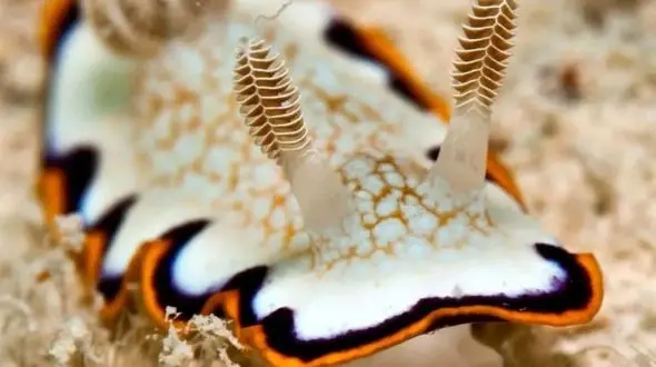 از لیسهٔ دریایی تا حالت تهاجمی جغد در مقابل گربه