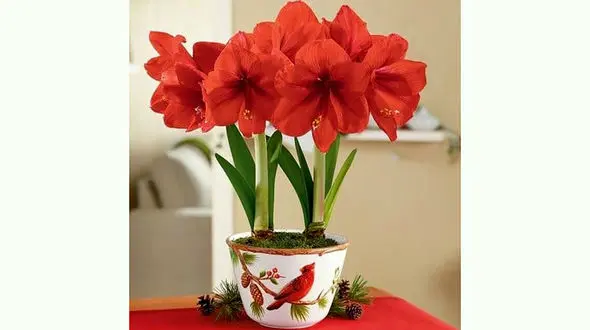 بررسی شرایط نگهداری گل نسرین 