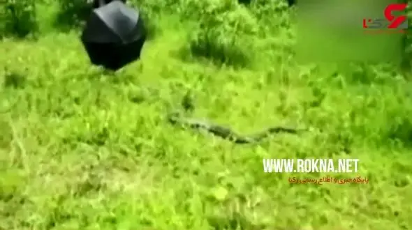 وحشت کشاورزان چایکار با دیدن مار شاه کبرای غول پیکر! +فیلم 