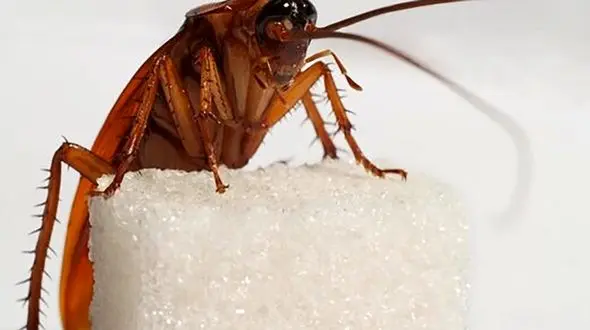 تغییر عجیب رفتار سوسک برای فرار از دام‌ انسان