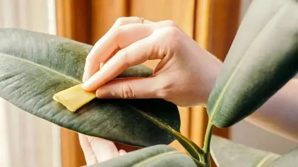 ترفندهای جذاب برای تمیز و براق کردن برگ گیاهان آپارتمانی + فیلم