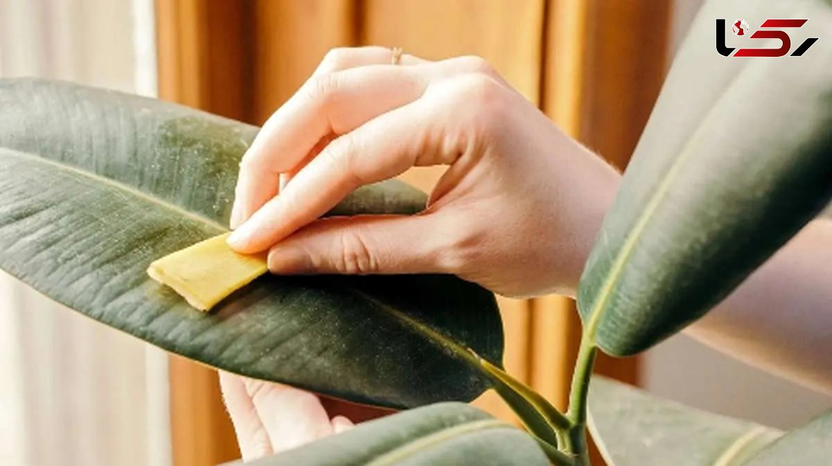 ترفندهای جذاب برای تمیز و براق کردن برگ گیاهان آپارتمانی + فیلم