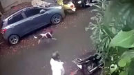 فیلم دفاع عجیب سگ ولگرد در سنگ پرانی مرد سنگدل + عکس