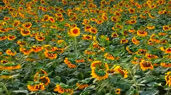 فال و طالع بینی روزانه 9 آذر + فیلم 