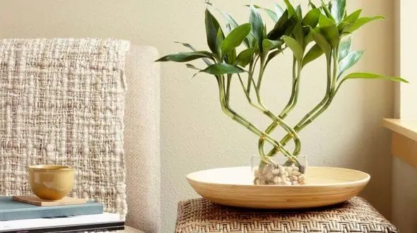 ترفندهای نگهداری بامبوی خانگی+جزئیات