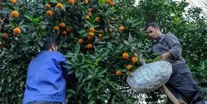 گرانی، حقوق معوق و تعدیل نیرو؛ سه ضلع بحران کارگران مهاباد