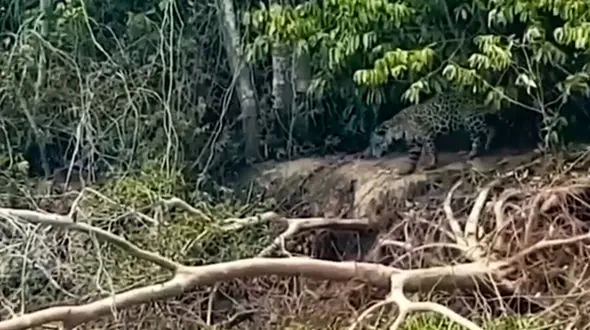 فرار ناباورانه جگوار از چند سمور شجاع + فیلم