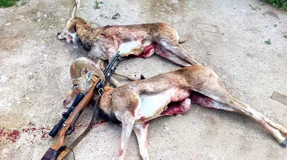 عاملان شکار 2 قوچ وحشی جوان در سمنان دستگیر شدند +عکس