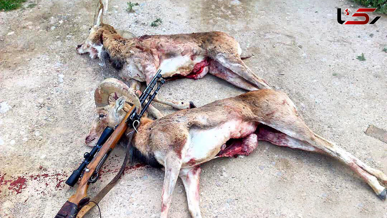 عاملان شکار 2 قوچ وحشی جوان در سمنان دستگیر شدند +عکس