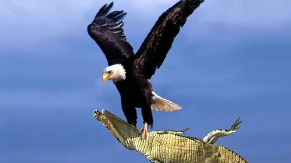  از جذابیت های حیات وحش /  عقاب تمساح را هم شکار کرد ! + فیلم