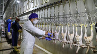 تولید مرغ سایز در لرستان، زمینه‌سازی برای صادرات و صرفه‌جویی ۷۱۴ میلیارد تومانی
