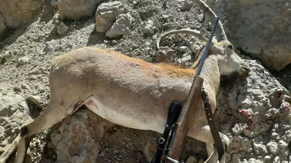 گروه 4 نفره صید و شکار مختلف در کاشان دستگیر شدند