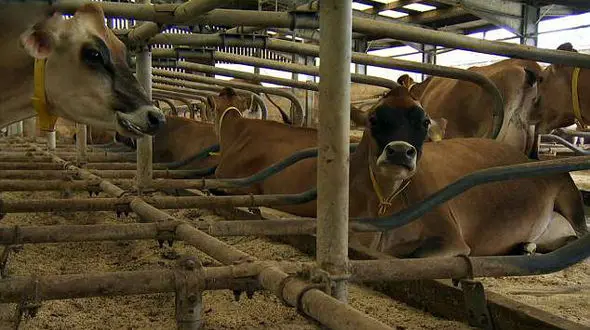 این گاوها لاکچری زندگی می کنند / ماساژور و تشک های آبی برای زندگی رویایی گاوها + عکس