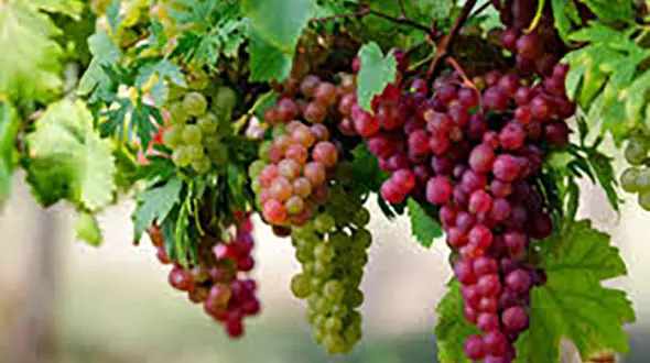 خانه‌تکانی را با این میان وعده ها راحت تر کنید