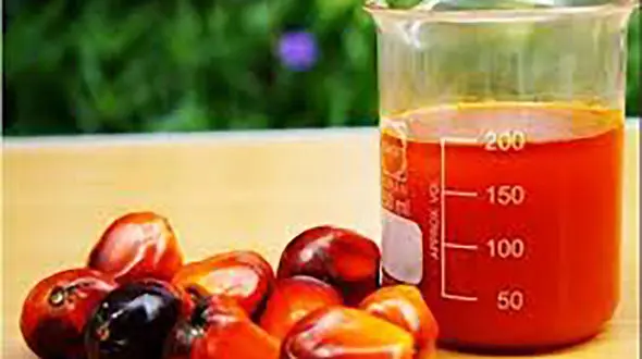 صادرات بزرگ‌ترین تولیدکننده روغن پالم دنیا متوقف می‌شود