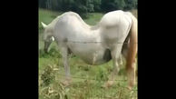 اسب حامله با ظاهری متفاوت / فیلم