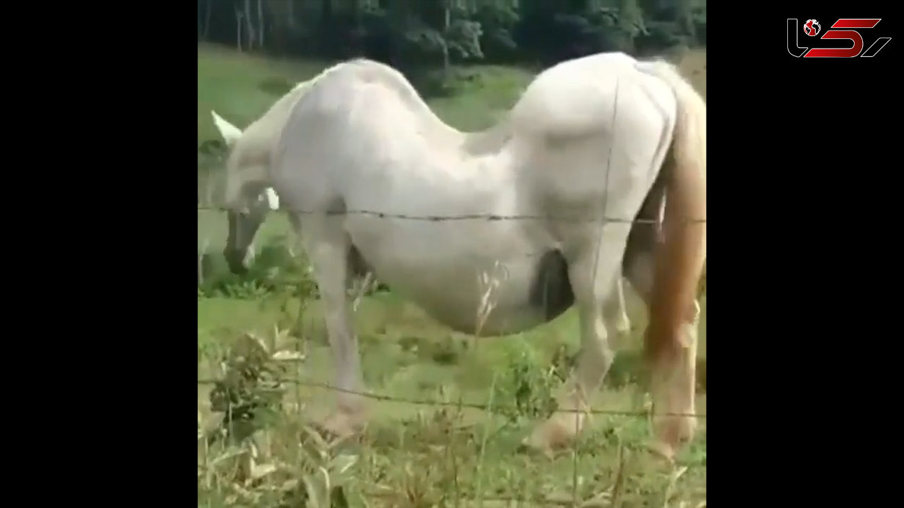 اسب باردار را دیده اید؟ + فیلم