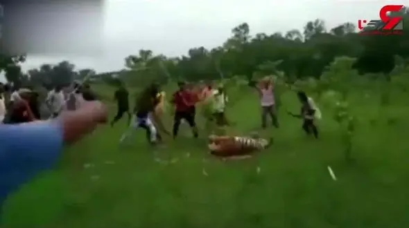 فیلمی که دنیا را تکان داد ! / حمله بی رحمانه  30 نفر به یک ببر  در هند/ (+14)