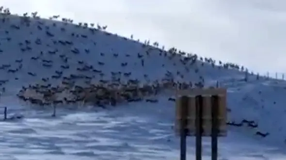 هجوم آهوها به خاک ایران + فیلم