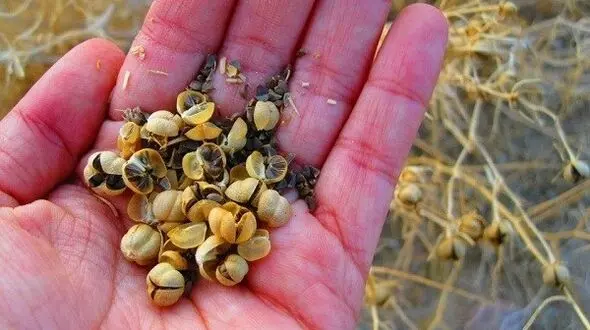 لاغری با عجیب ترین ماده غیر خوراکی