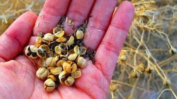 لاغری با عجیب ترین ماده غیر خوراکی