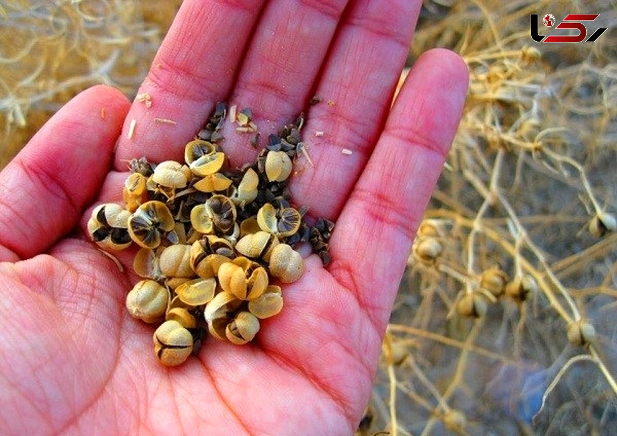 لاغری با عجیب ترین ماده غیر خوراکی