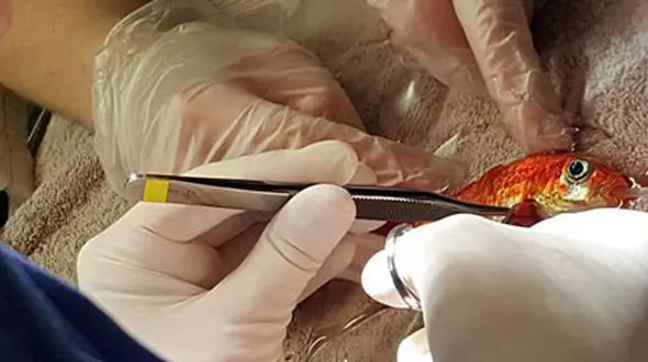 ماهی قرمزی که زیر تیغ جراحان رفت! +تصاویر