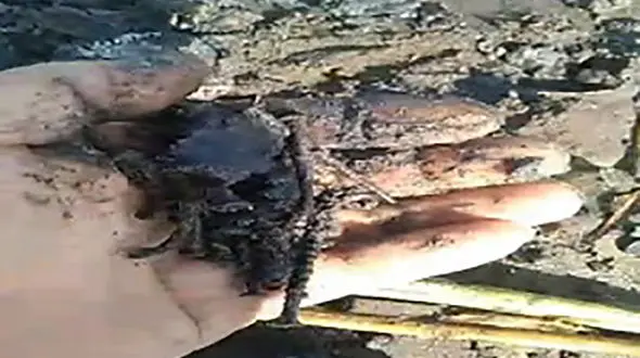 میخ و پیچ مهمان جدید ساحل فریدونکنار ! + فیلم