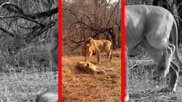 فیلم واکنش تند شیر ماده به شیر نر پس از ترسیدن