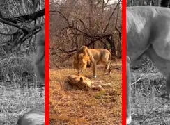 فیلم واکنش تند شیر ماده به شیر نر پس از ترسیدن