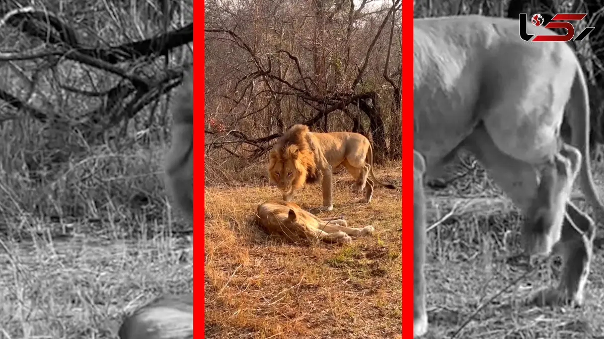 فیلم واکنش تند شیر ماده به شیر نر پس از ترسیدن