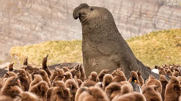 غریبه ای میان بچه پنگوئن ها+عکس